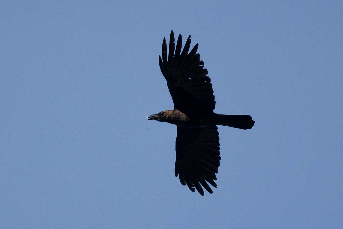 Large-billed Crow - Sergo Travelian