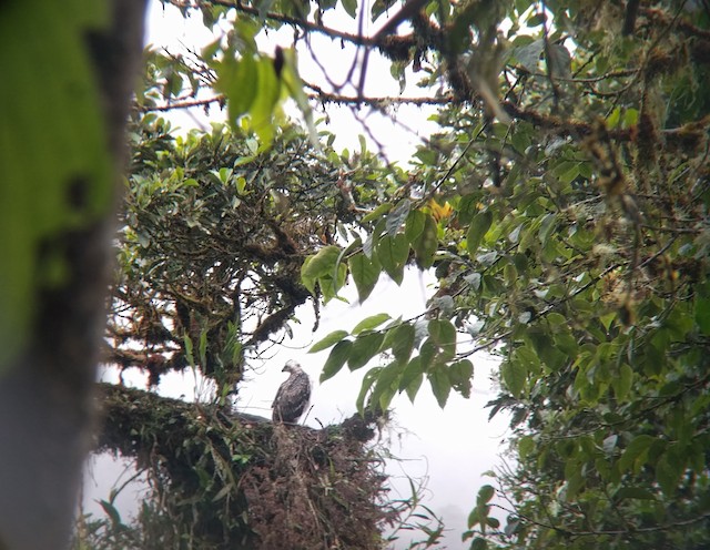 Juvenile in nest in October near Baeza, Ecuador. - Black-and-chestnut Eagle - 