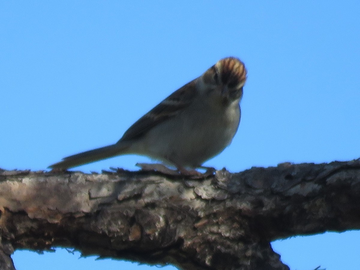 Chipping Sparrow - ML189079251