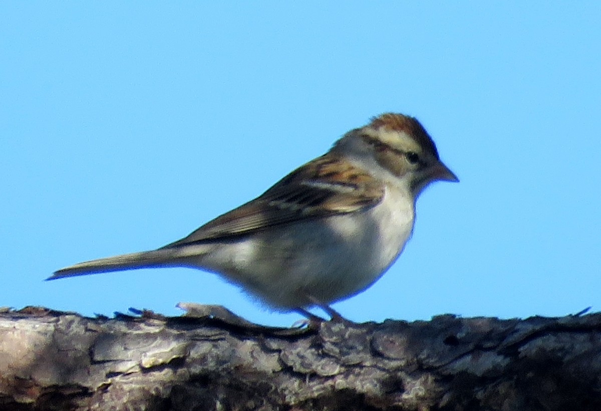 Chipping Sparrow - ML189079261