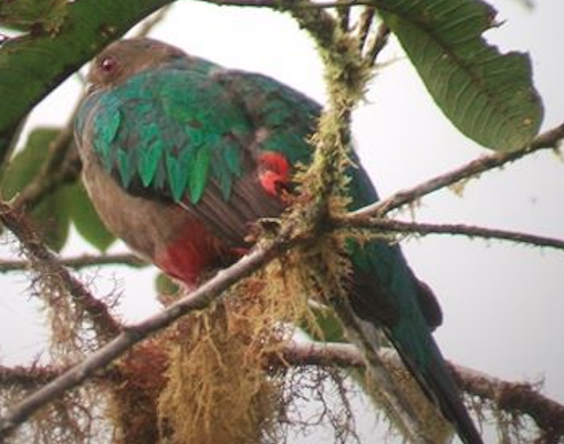 Crested Quetzal - ML189083181