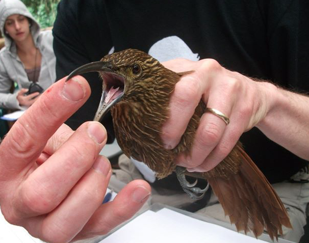 Strong-billed Woodcreeper - ML189085021