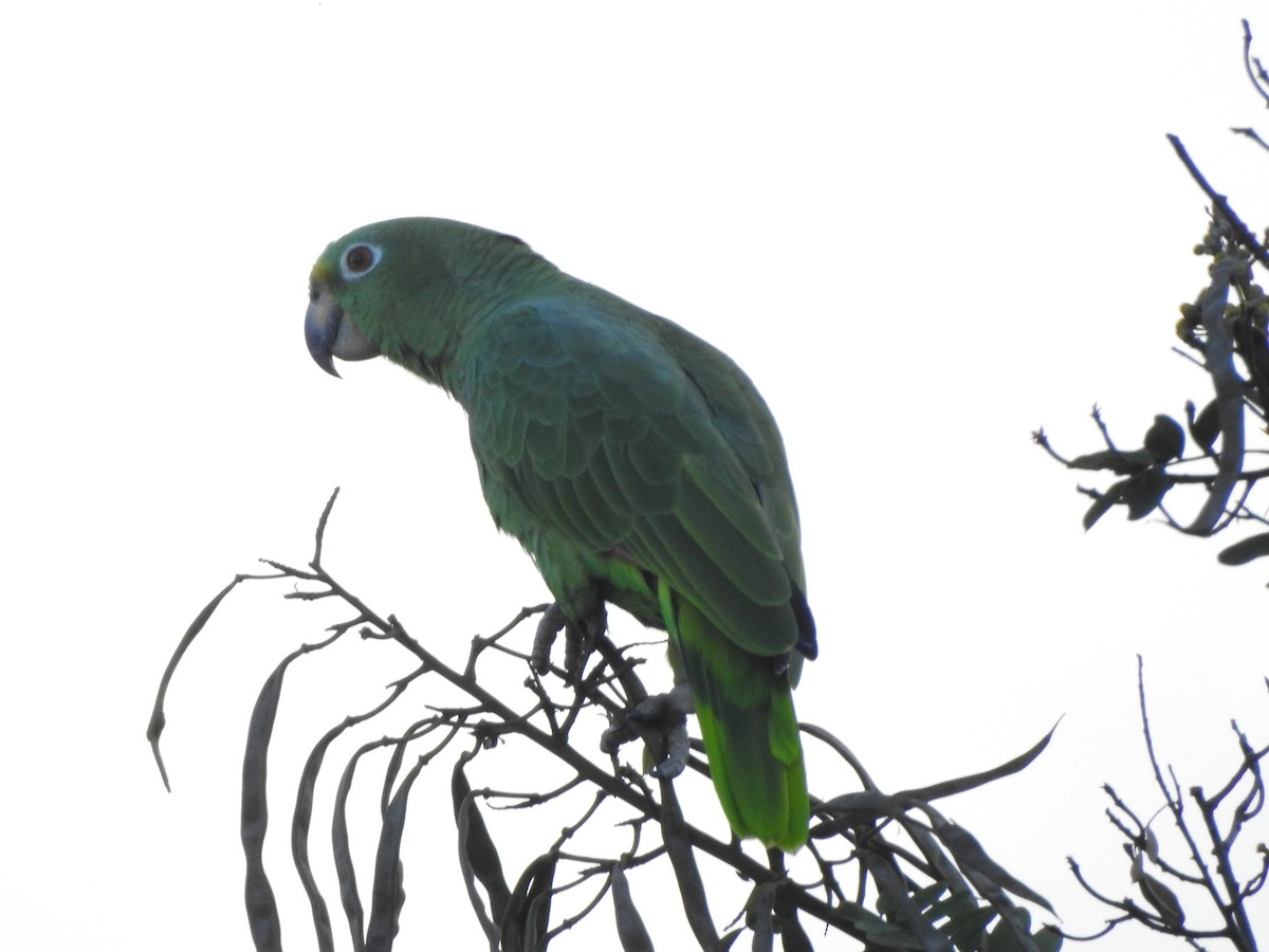 Yellow-crowned Parrot - ML189086781
