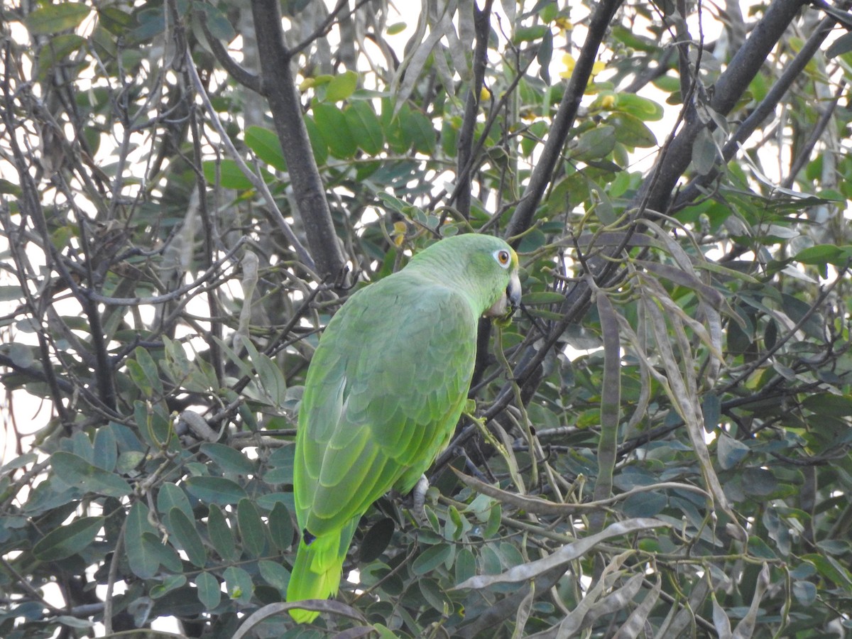 Yellow-crowned Parrot - ML189087351