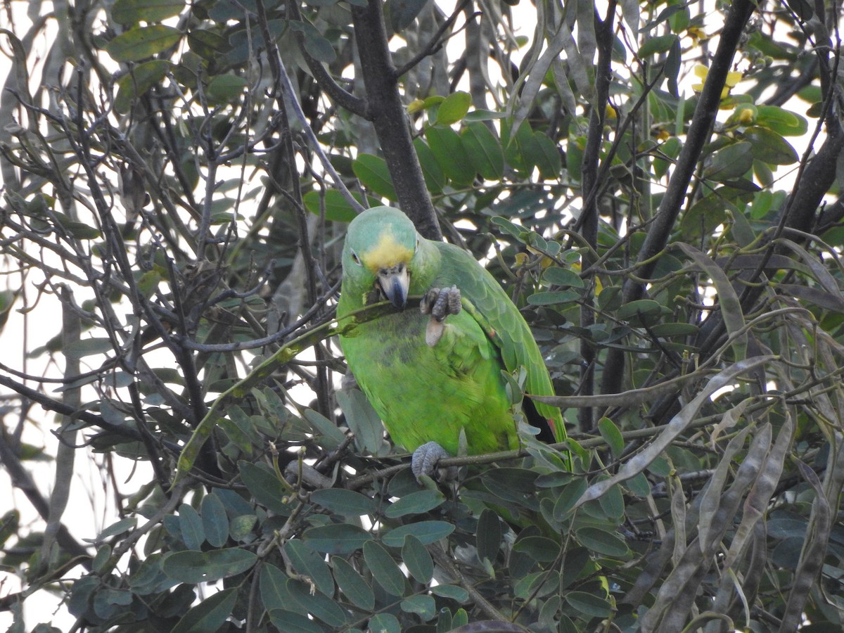 Yellow-crowned Parrot - ML189087481