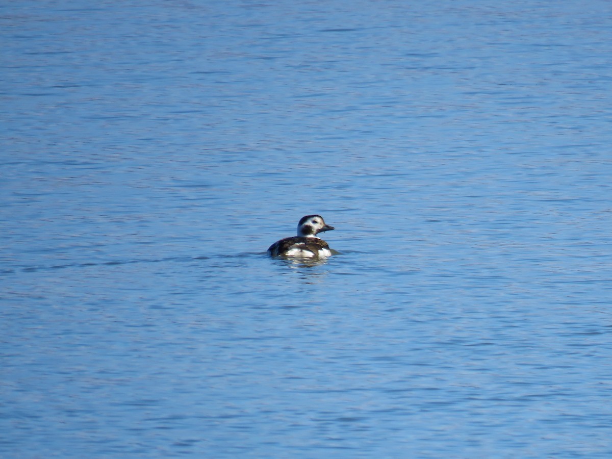 Long-tailed Duck - Stacy Robinson