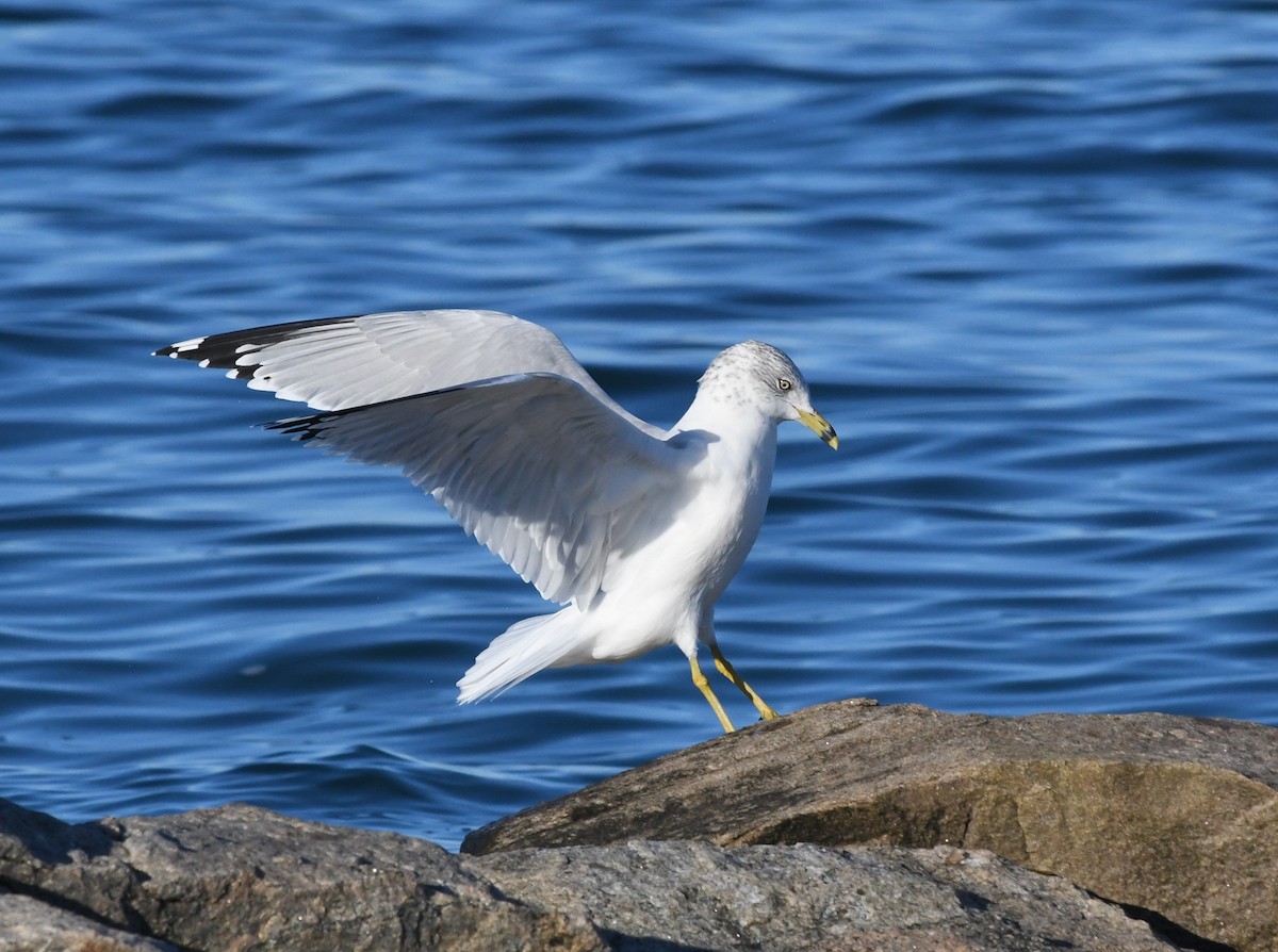 Ring-billed Gull - Mike Sylvia