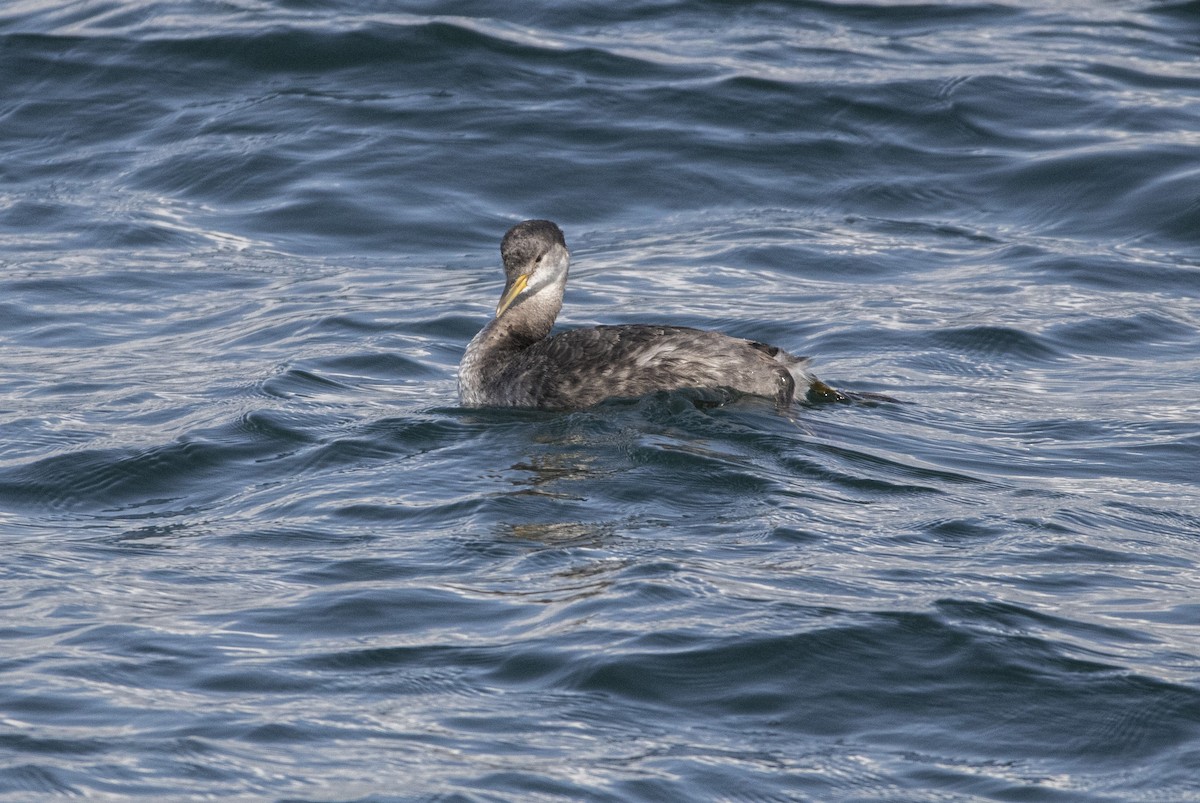 Red-necked Grebe - ML189093091