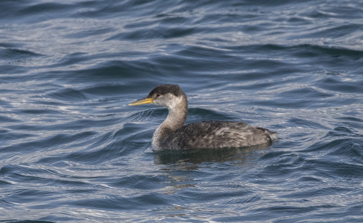 Red-necked Grebe - ML189093101