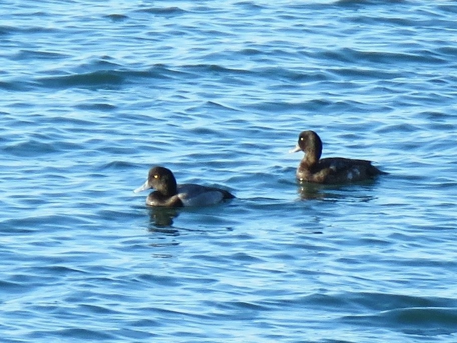 Greater Scaup - ML189095691