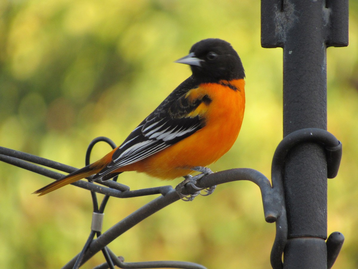 Baltimore Oriole - Ted Powell