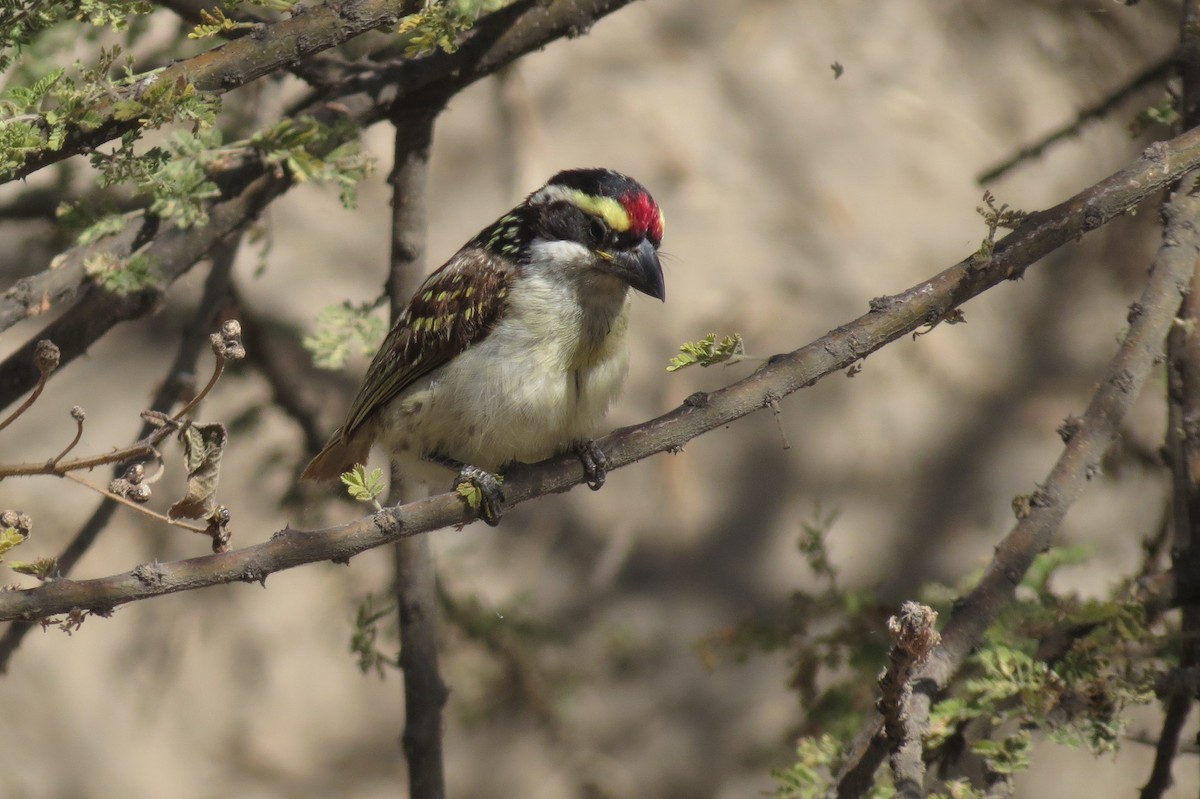 Red-fronted Barbet - ML189097581