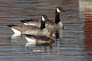 Greater White-fronted Goose, ML189098051