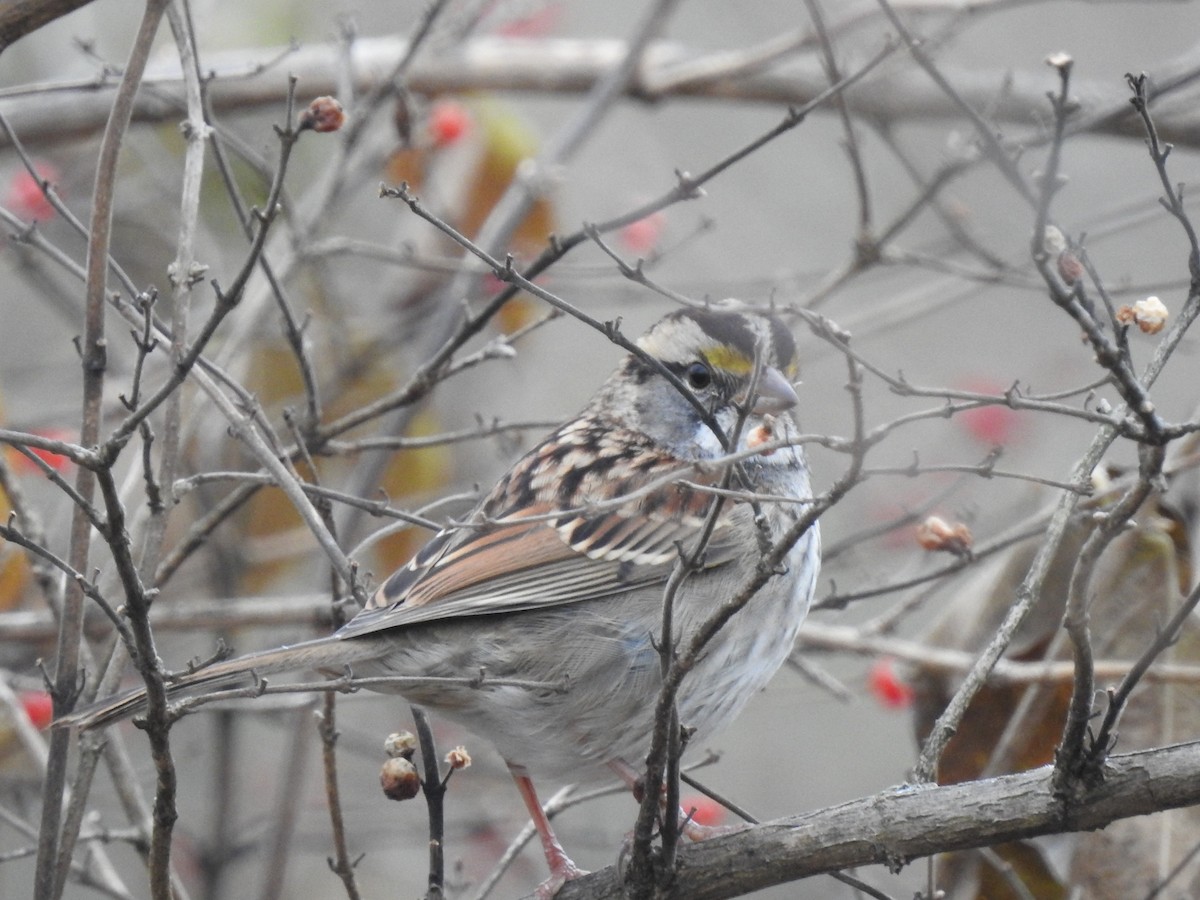 White-throated Sparrow - ML189098471