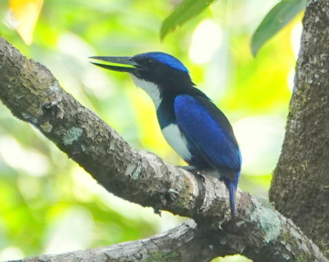 Blue-black Kingfisher - Deanna MacPhail