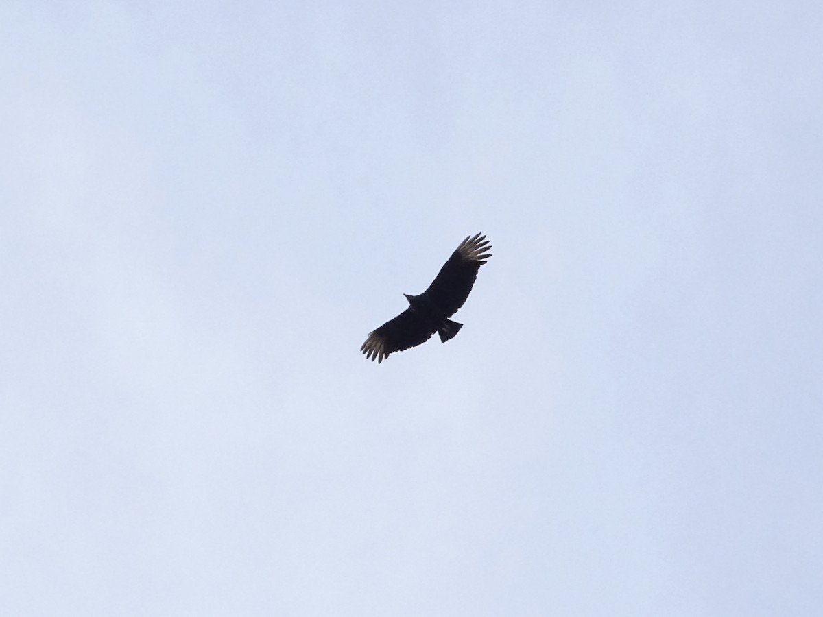 Black Vulture - ML189099381