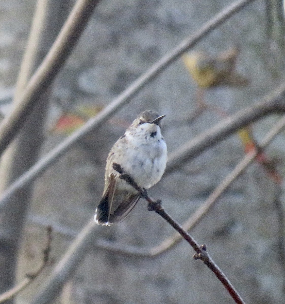 Black-chinned Hummingbird - K.  Dean