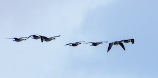Cackling Goose (Aleutian), ML189106851