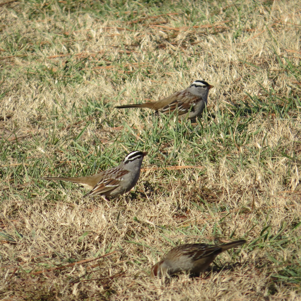 White-crowned Sparrow - ML189110531