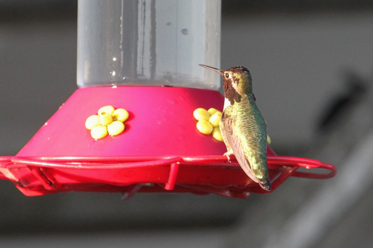 Anna's Hummingbird - ML189112471