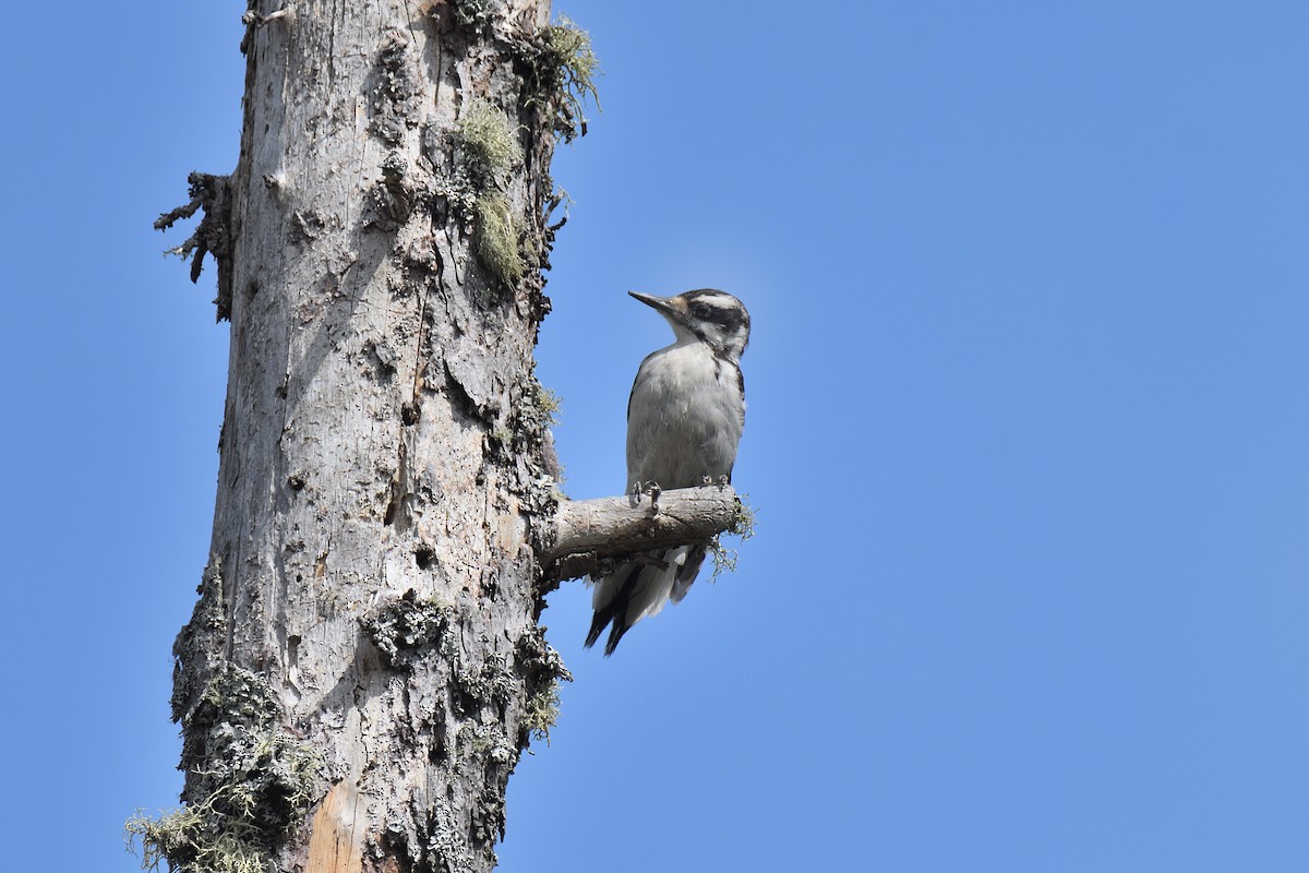 Hairy Woodpecker (Eastern) - ML189113071