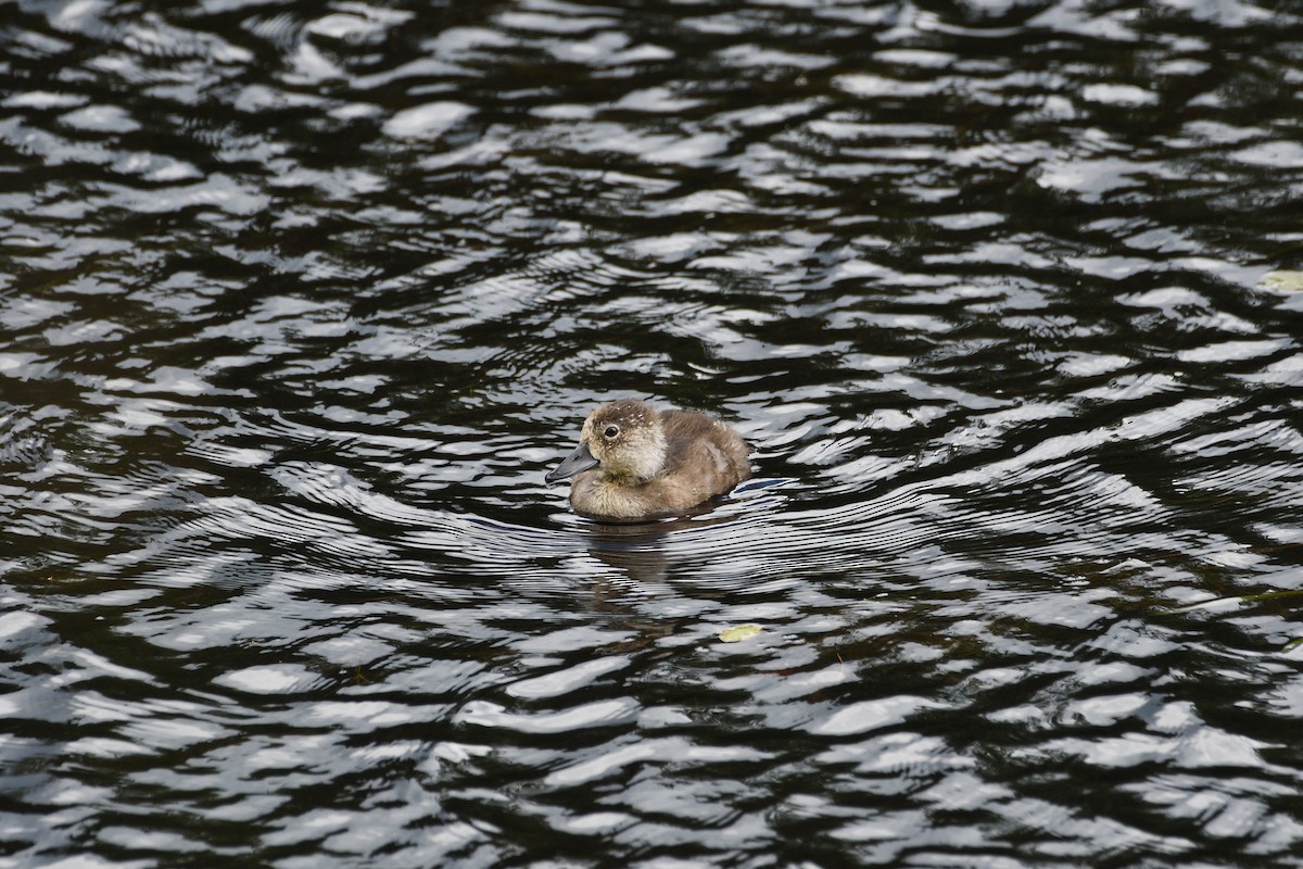 Ring-necked Duck - ML189113911