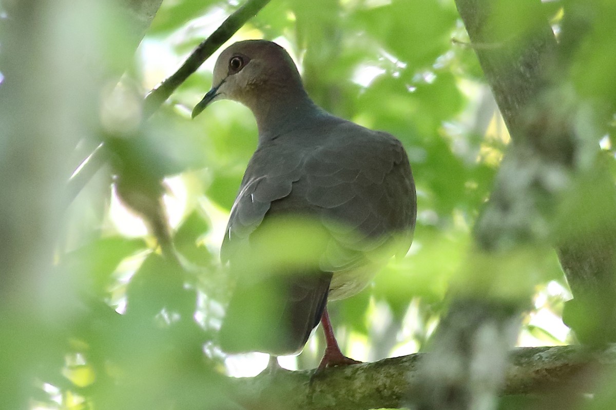 White-tipped Dove - Mark L. Hoffman