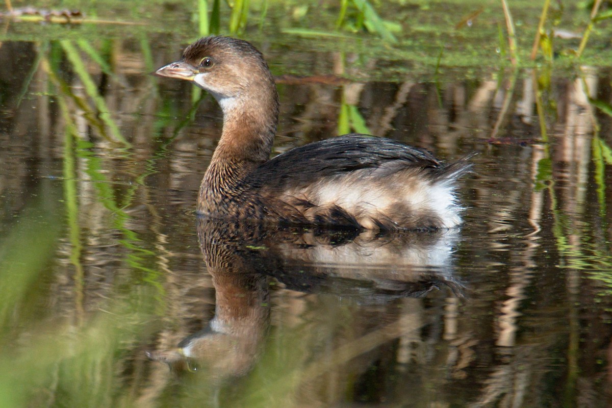Pied-billed Grebe - Michael Cheves