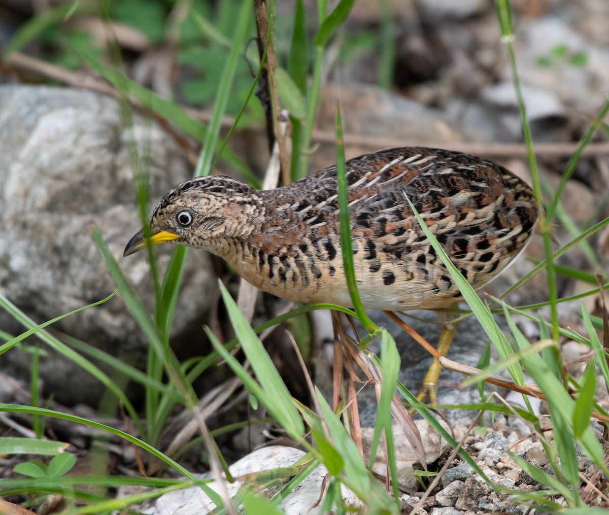 Red-backed Buttonquail - ML189124591