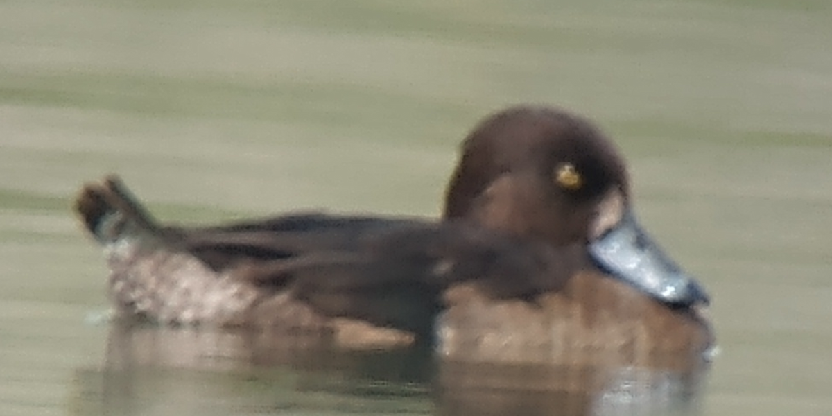 Tufted Duck - ML189126541