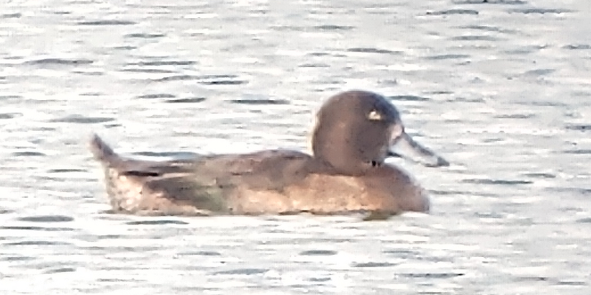 Tufted Duck - ML189126561