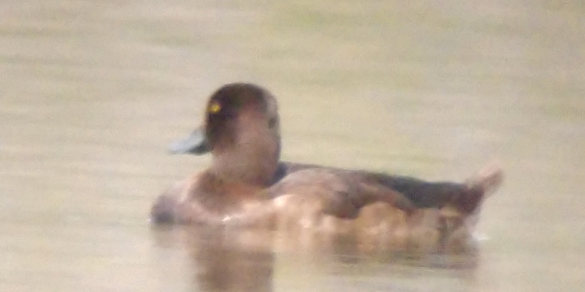 Tufted Duck - ML189126591