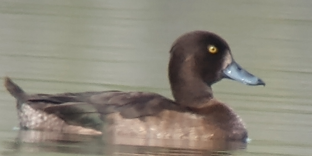 Tufted Duck - ML189126601
