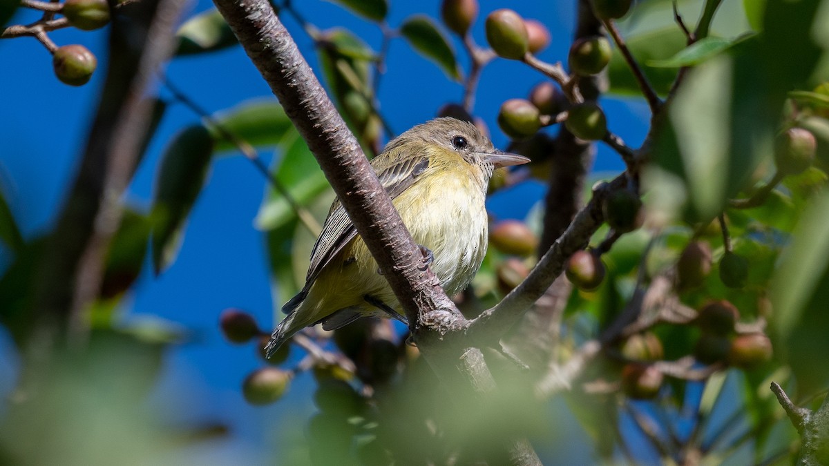 Bell's Vireo - Kyle Matera