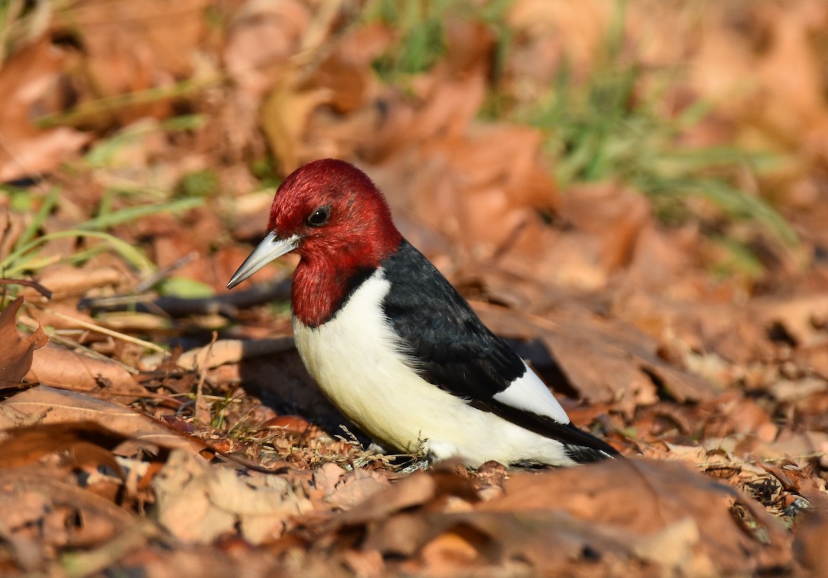 Red-headed Woodpecker - ML189128871