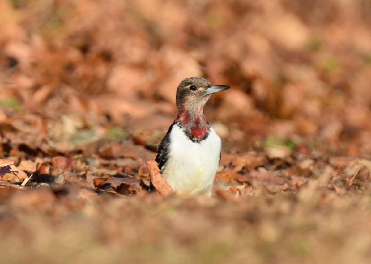 Red-headed Woodpecker - Joan Heffernan