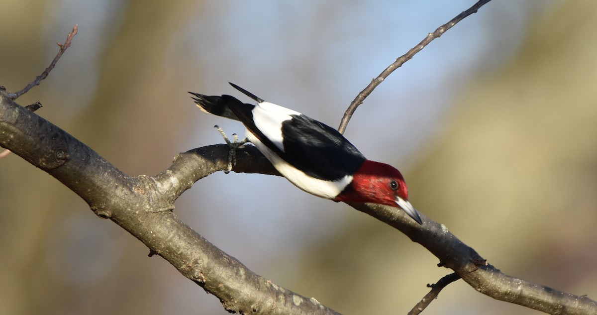 Red-headed Woodpecker - ML189128891