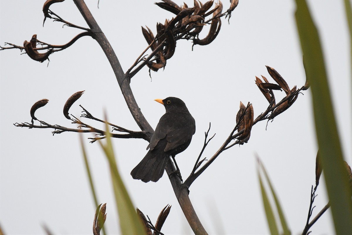 Eurasian Blackbird - kelly johnson