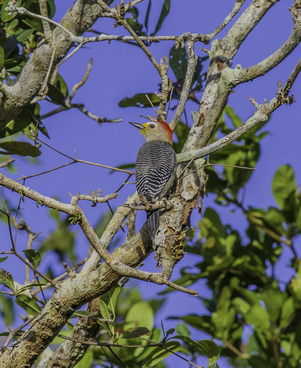 Yucatan Woodpecker - ML189132161