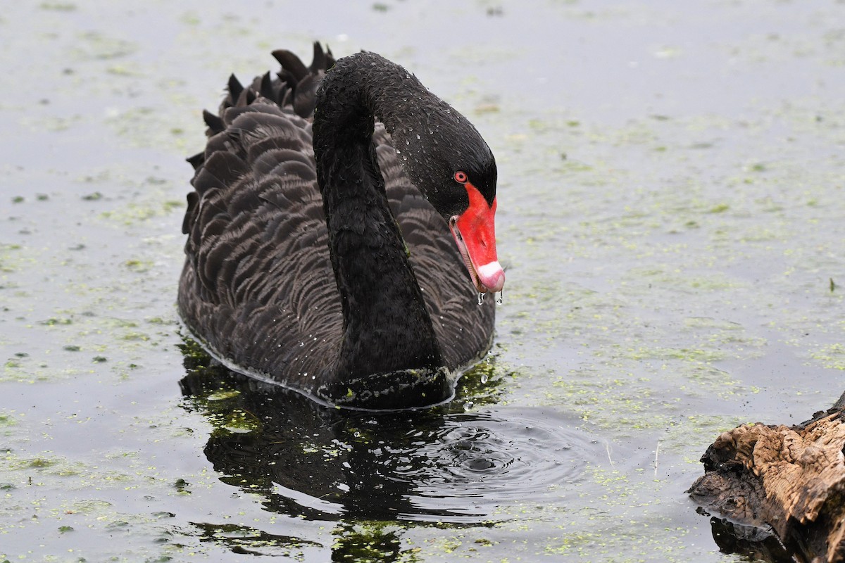 Black Swan - kelly johnson