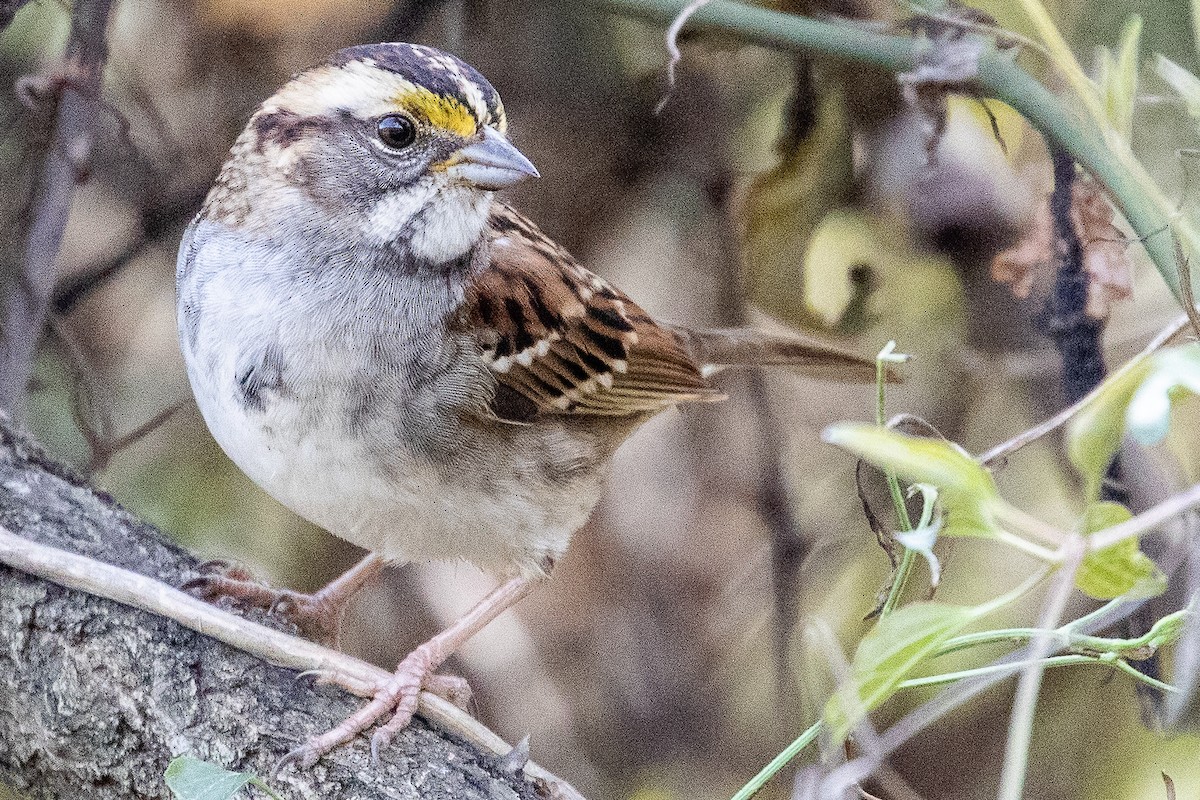 White-throated Sparrow - ML189133221