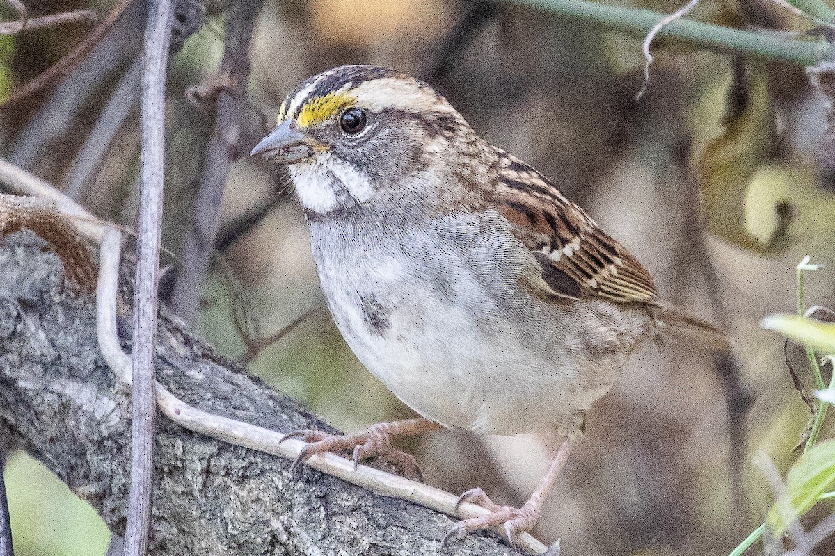 White-throated Sparrow - ML189133231