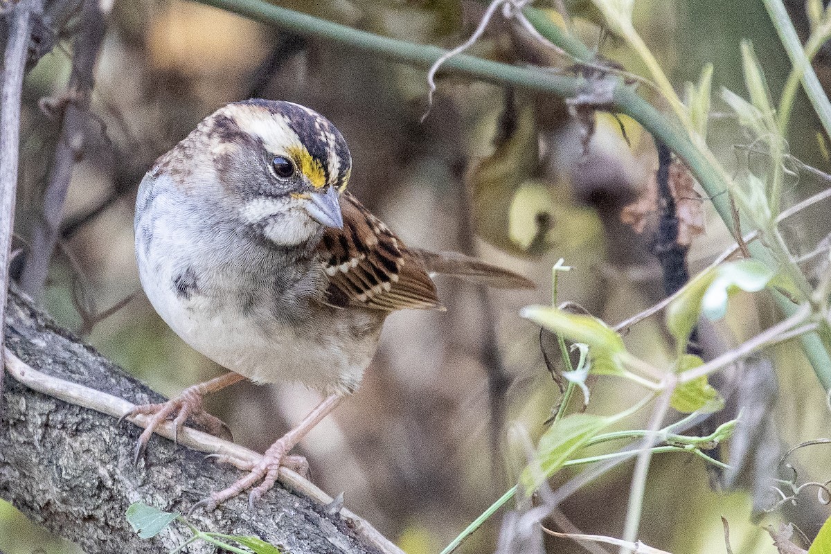 White-throated Sparrow - ML189133241