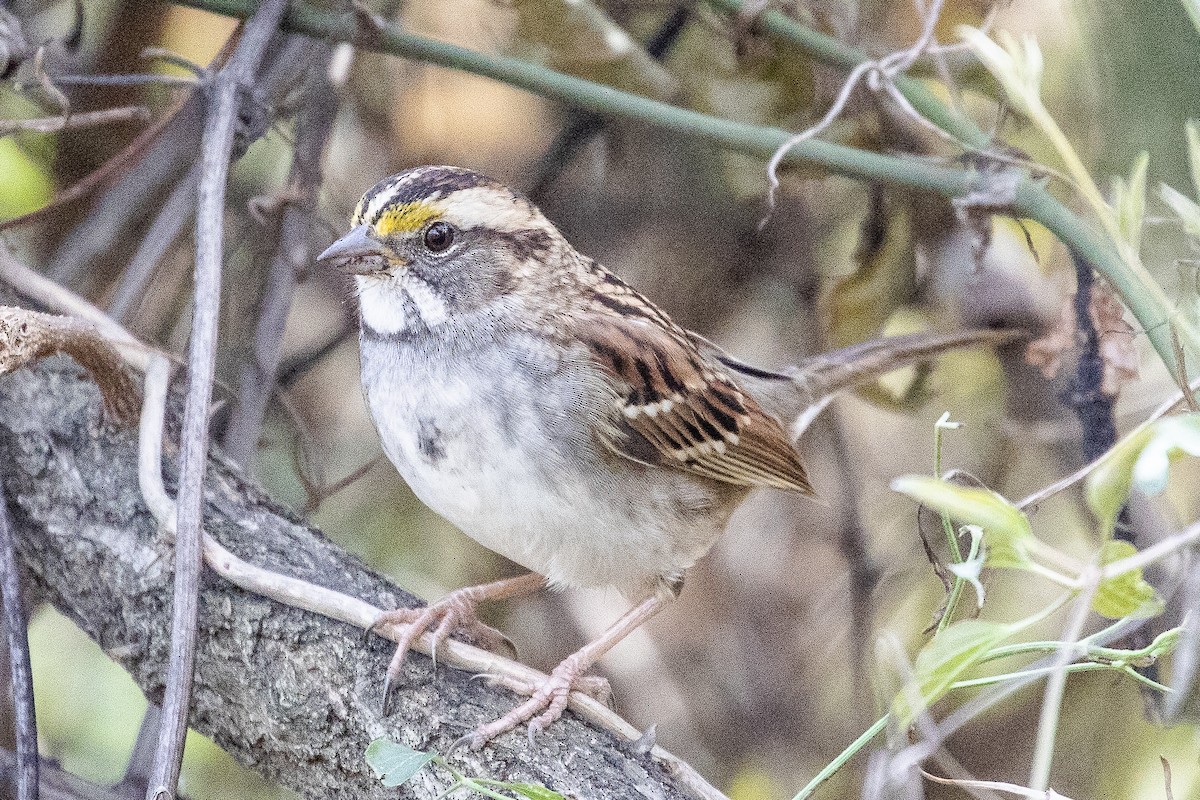White-throated Sparrow - ML189133261