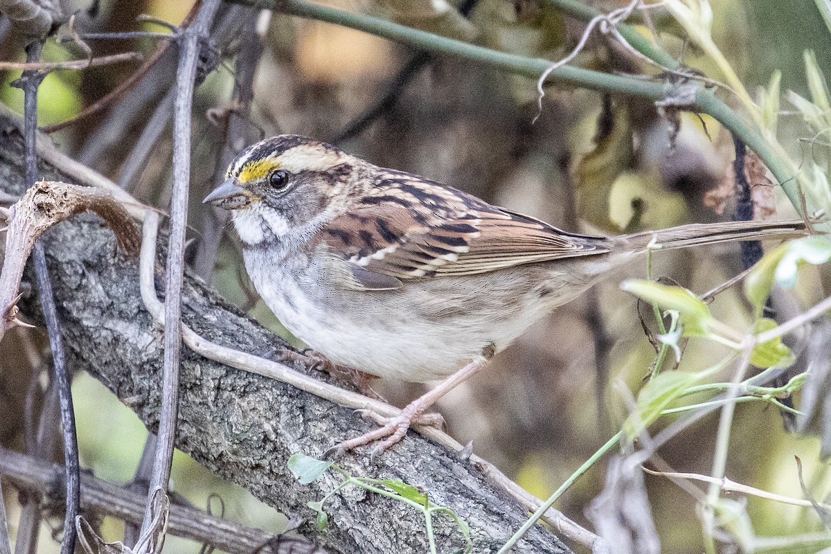 White-throated Sparrow - ML189133271