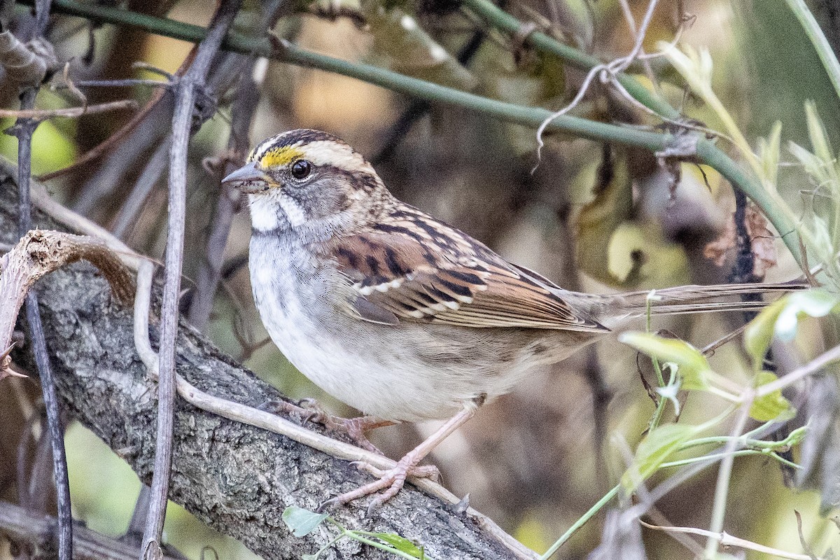 White-throated Sparrow - ML189133281