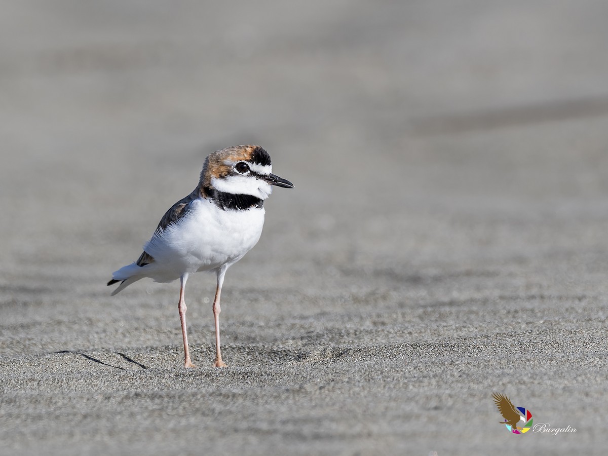 Collared Plover - ML189137861