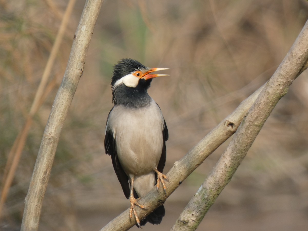 Indian Pied Starling - ML189137881