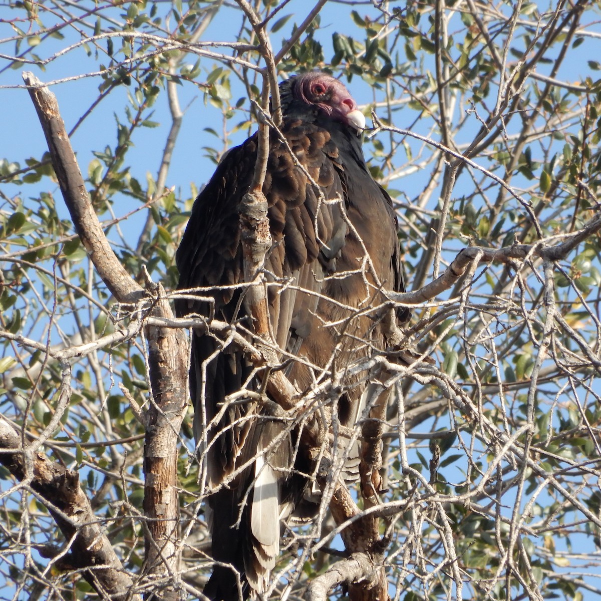 Turkey Vulture - ML189139291
