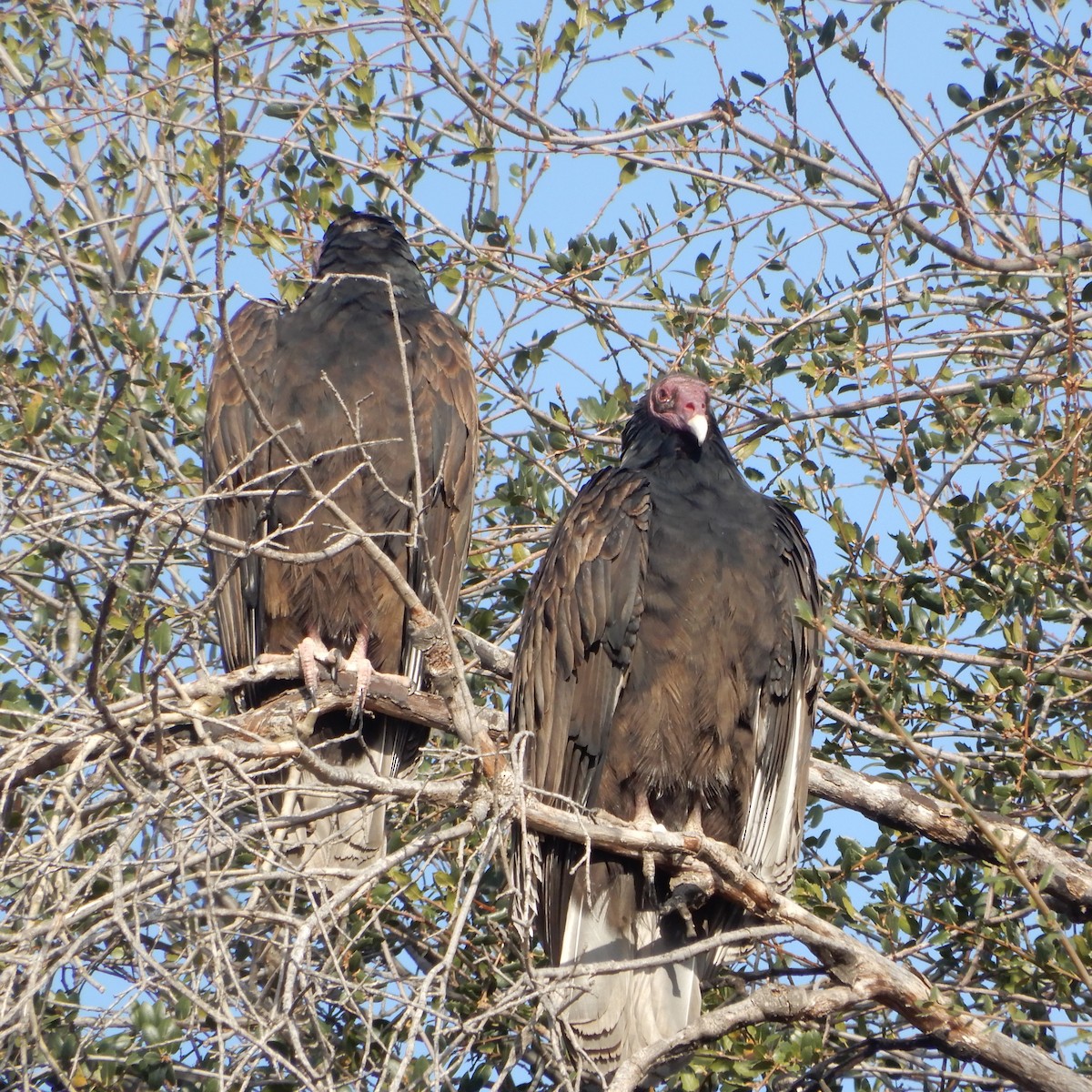 Turkey Vulture - ML189139321
